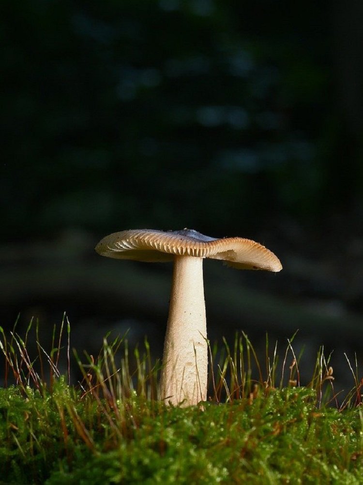 Terre Ballerineil Tappeto Elastico Naturale nel Bosco Magico di Montalto Dora Italia - fungo in giro in giro blog