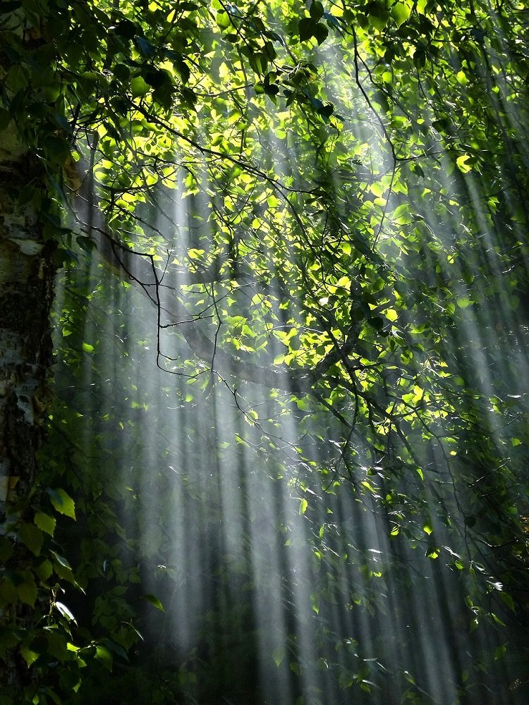 Terre Ballerineil Tappeto Elastico Naturale nel Bosco Magico di Montalto Dora Italia - luci in giro in giro blog